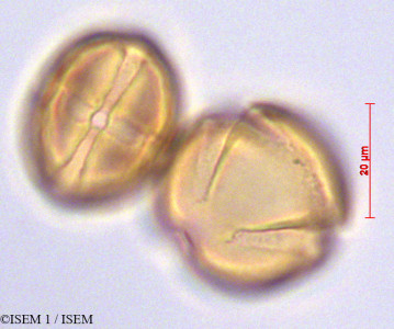 Cestrum humboldtii - lame n° 29140